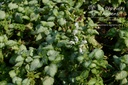 Lamium maculatum 'White Nancy'