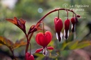 Lamprocapnos spectabilis 'Valentine'