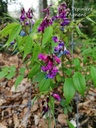 Lathyrus vernus