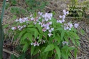 Lathyrus vernus 'Rosenelfe'