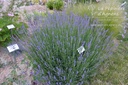 Lavandula angustifolia 'Hidcote Blue'