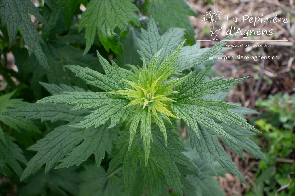 Leonurus cardiaca