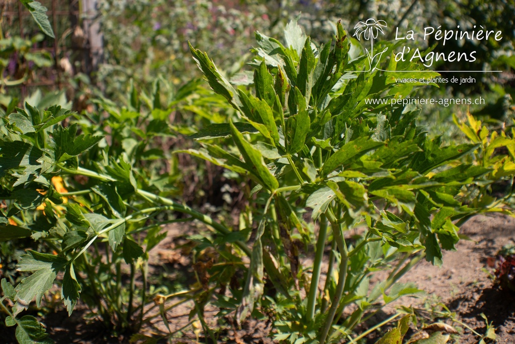 Levisticum officinale