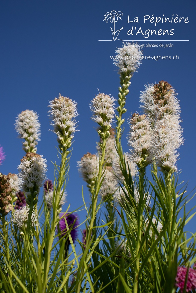 Liatris spicata 'Floristan White'