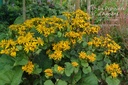 Ligularia dentata 'Othello'