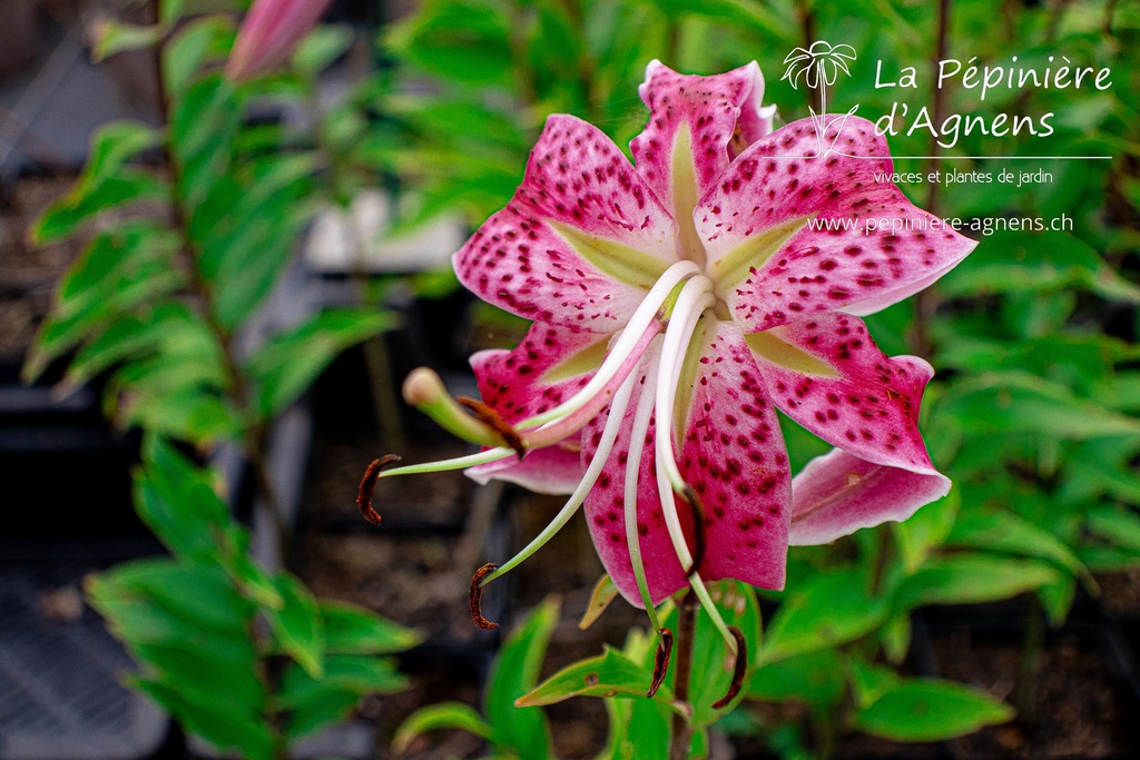 Lilium speciosum var rubrum