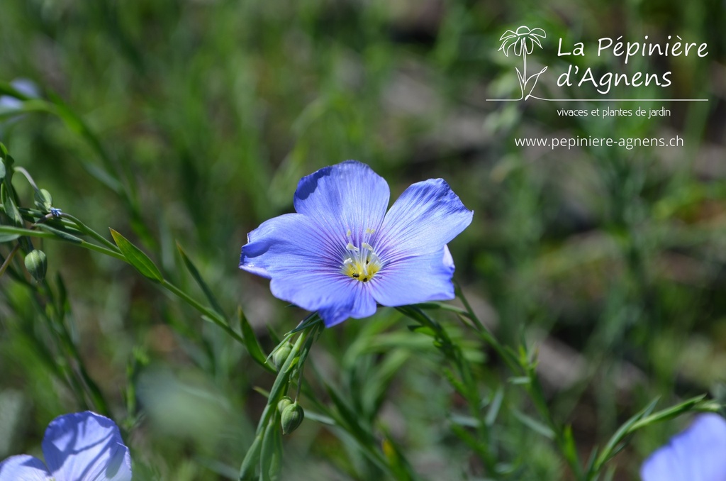 Linum perenne