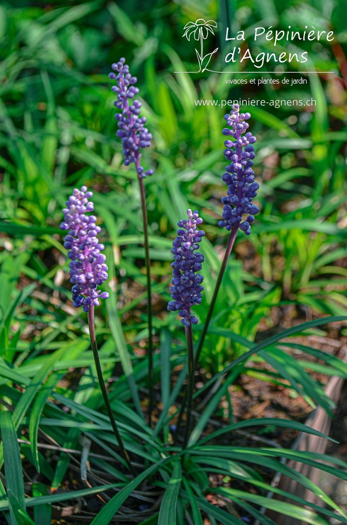 Liriope muscari 'Big Blue'