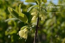 Lonicera kamtschatica 'Boreal Beauty'