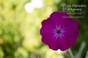 Lychnis coronaria