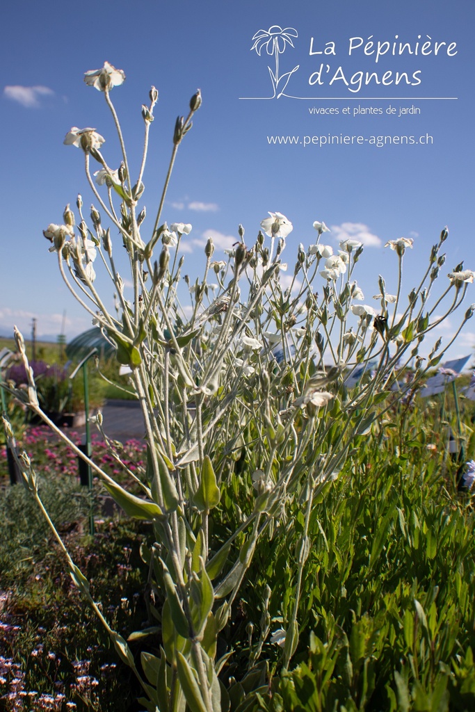 Lychnis coronaria 'Alba'