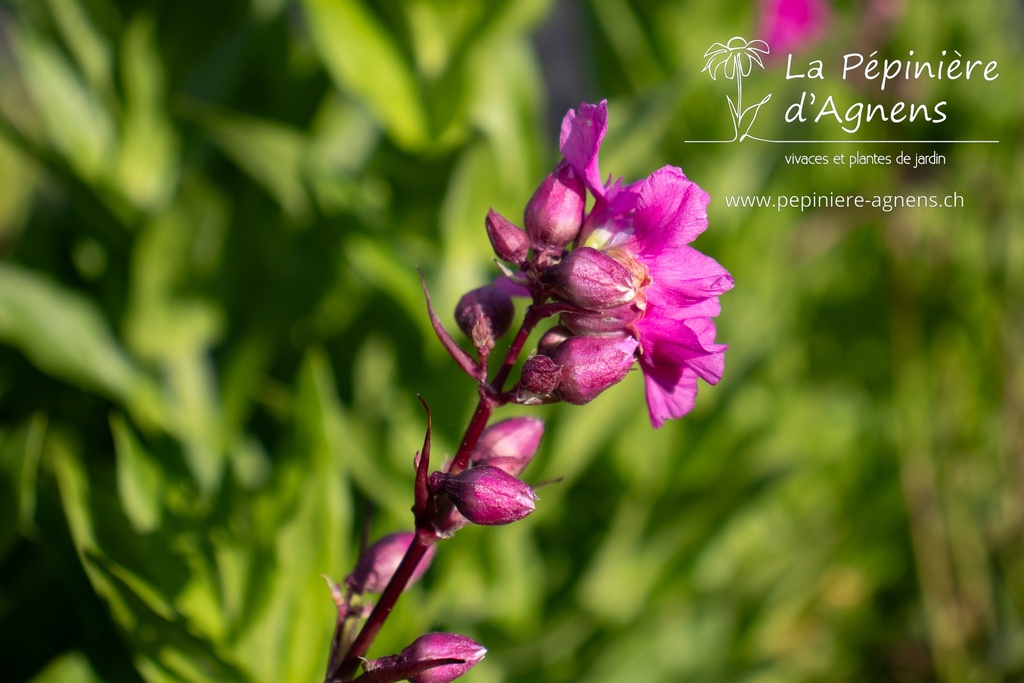 Lychnis viscaria 'Plena'