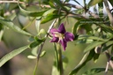 Lycium barbarum 'Amber Sweet'