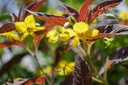 Lysimachia ciliata 'Firecracker'