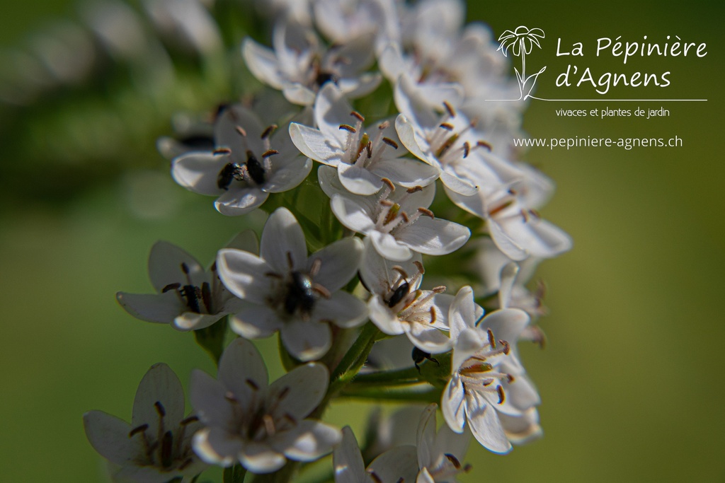 Lysimachia clethroides