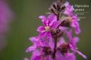 Lythrum salicaria 'Zigeunerblut'