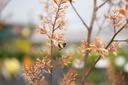 Macleaya microcarpa 'Kelway's Coral Plume'