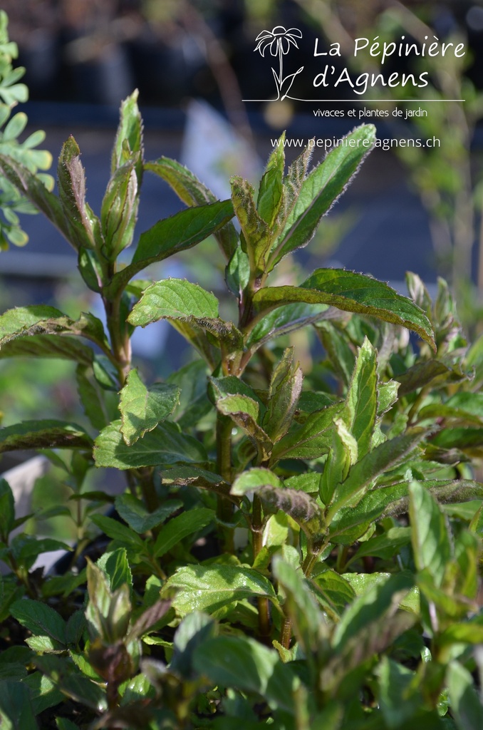 Mentha piperita (x)