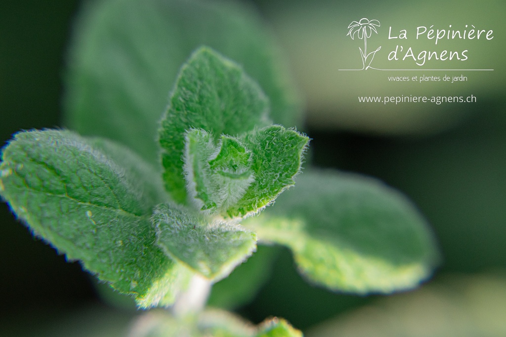 Mentha rotundifolia (x) 'Apfelminze'