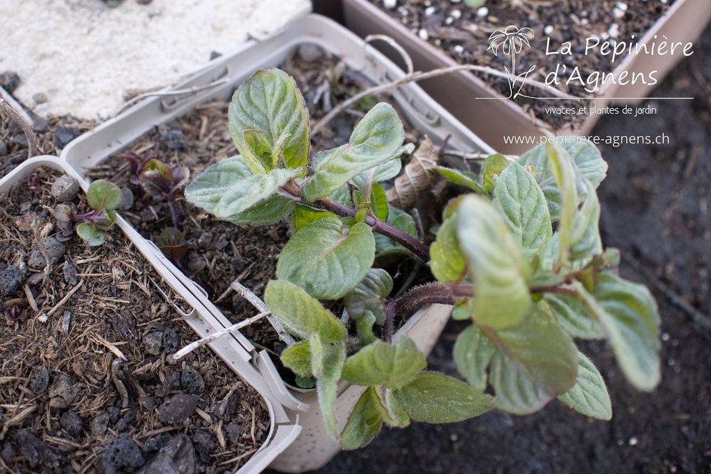 Mentha spicata 'Zitronenminze'