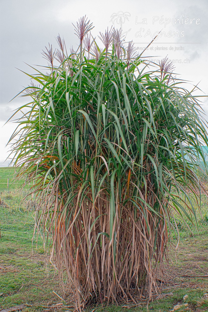 Miscanthus giganteus (x)