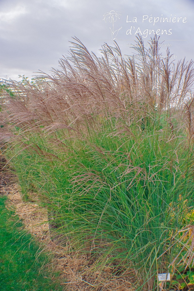 Miscanthus sinensis 'Gracillimus'