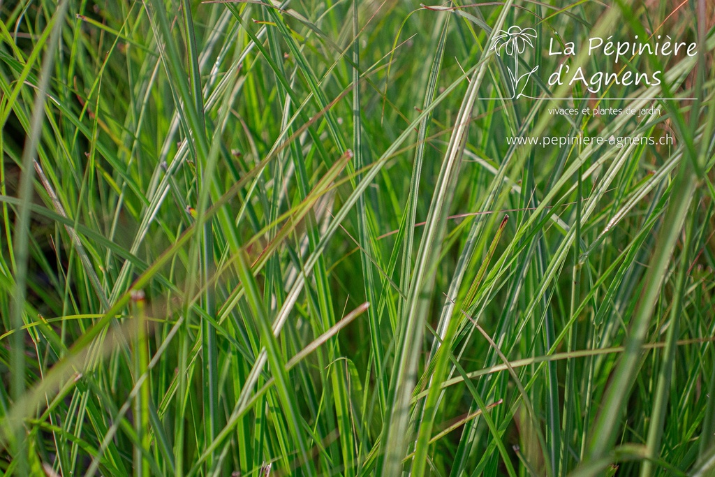 Miscanthus sinensis 'Gracillimus'