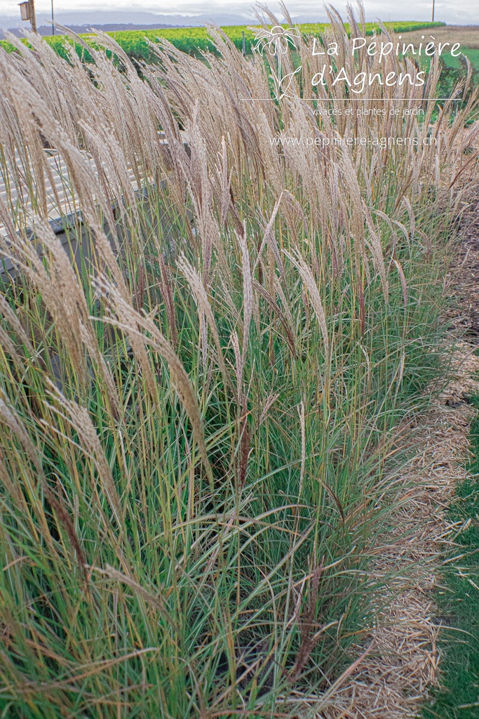 Miscanthus sinensis 'Kleine Silberspinne'