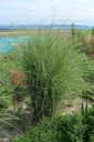 Miscanthus sinensis 'Morning Light'