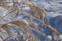 Miscanthus sinensis 'Morning Light'