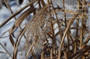 Miscanthus sinensis 'Silberfeder'