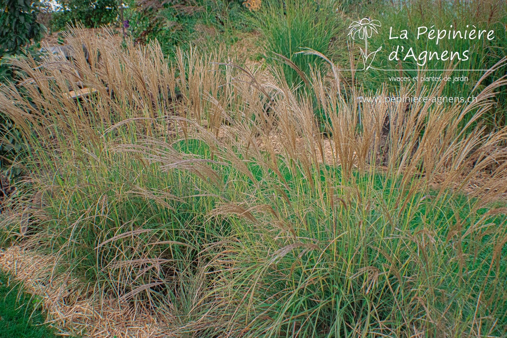 Miscanthus sinensis 'Yakushima Dwarf'