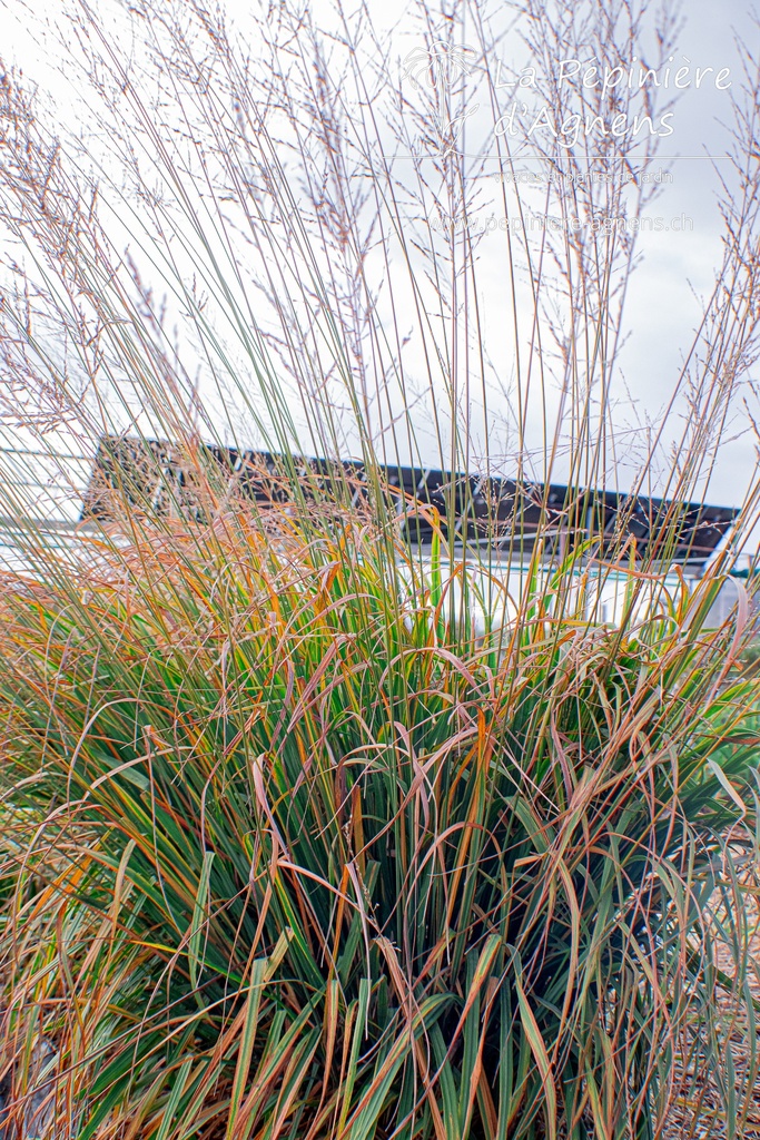 Molinia arundinacea 'Karl Foerster'