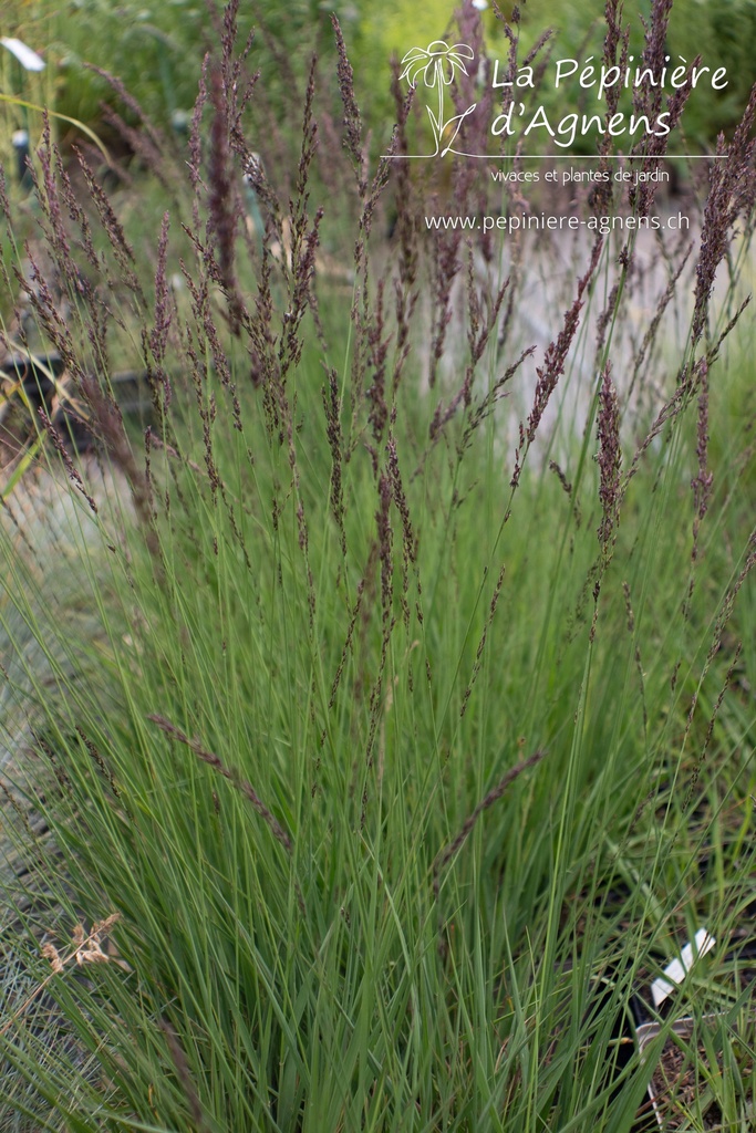 Molinia caerulea 'Edith Dudszus'