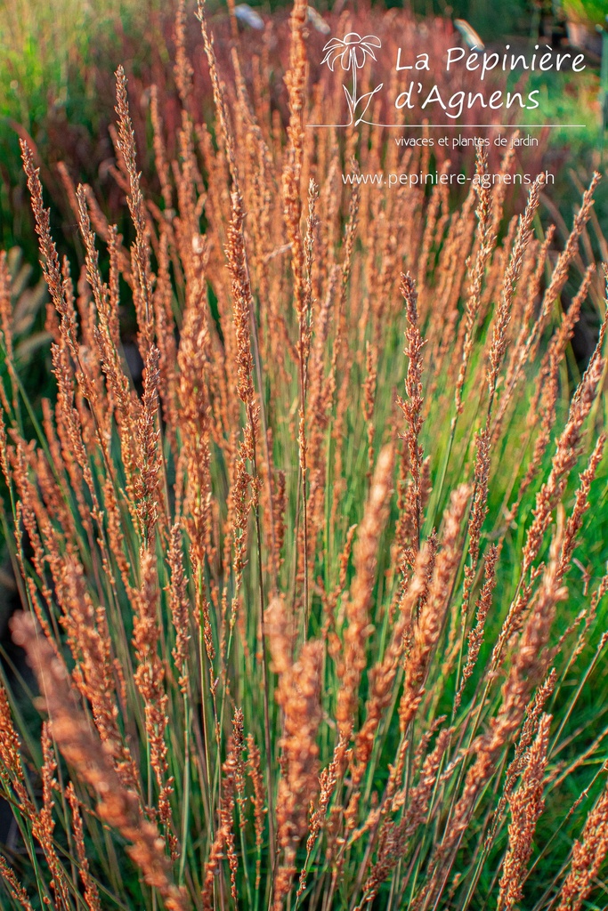 Molinia caerulea 'Moorhexe'