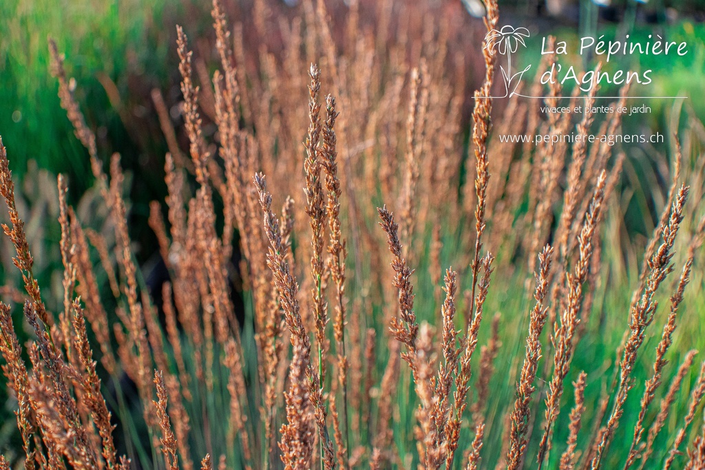 Molinia caerulea 'Moorhexe'