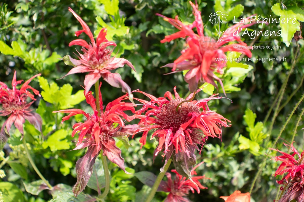 Monarda hybride 'Cambridge Scarlet'