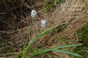 Muscari armeniacum 'Siberian Tiger'