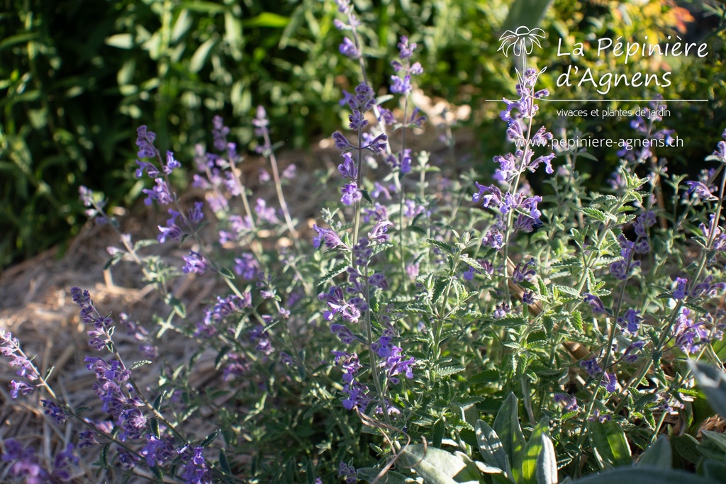 Nepeta faassenii (x)