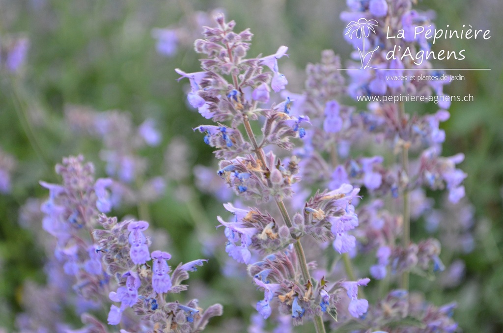 Nepeta faassenii (x) 'Six Hills Giant'