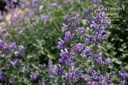 Nepeta faassenii (x) 'Walker's Low'