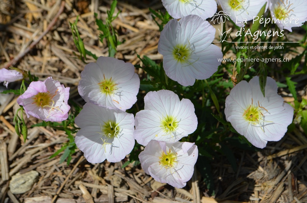 Oenothera speciosa 'Siskiyou Pink'