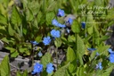 Omphalodes verna