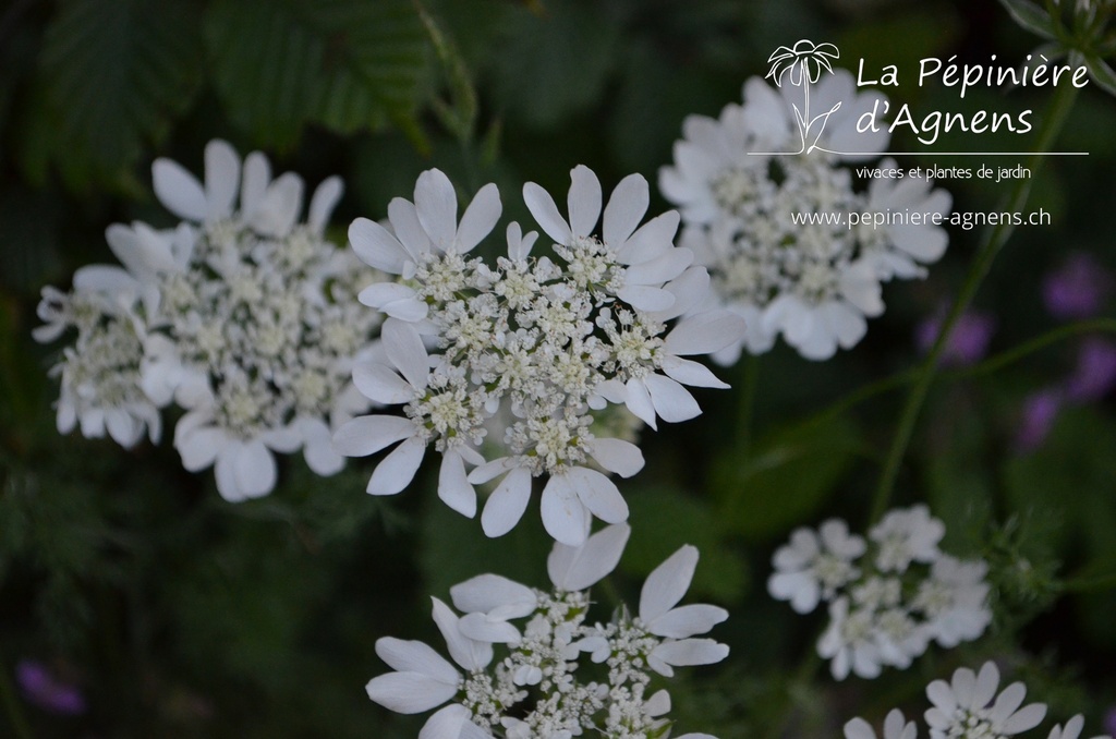 Orlaya grandiflora