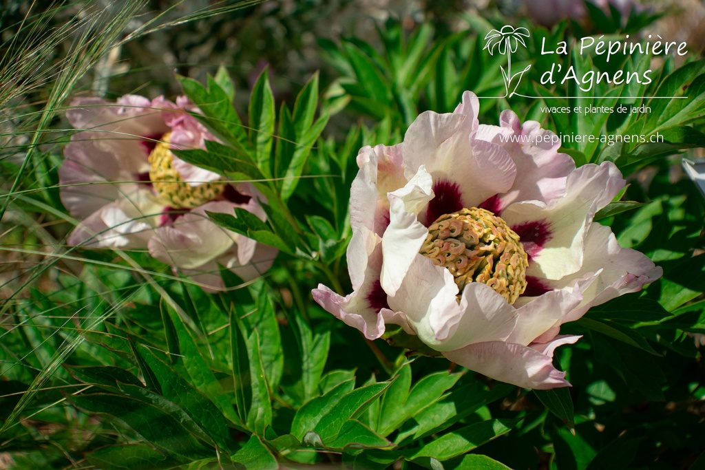 Paeonia itoh 'Pastel Splendor'