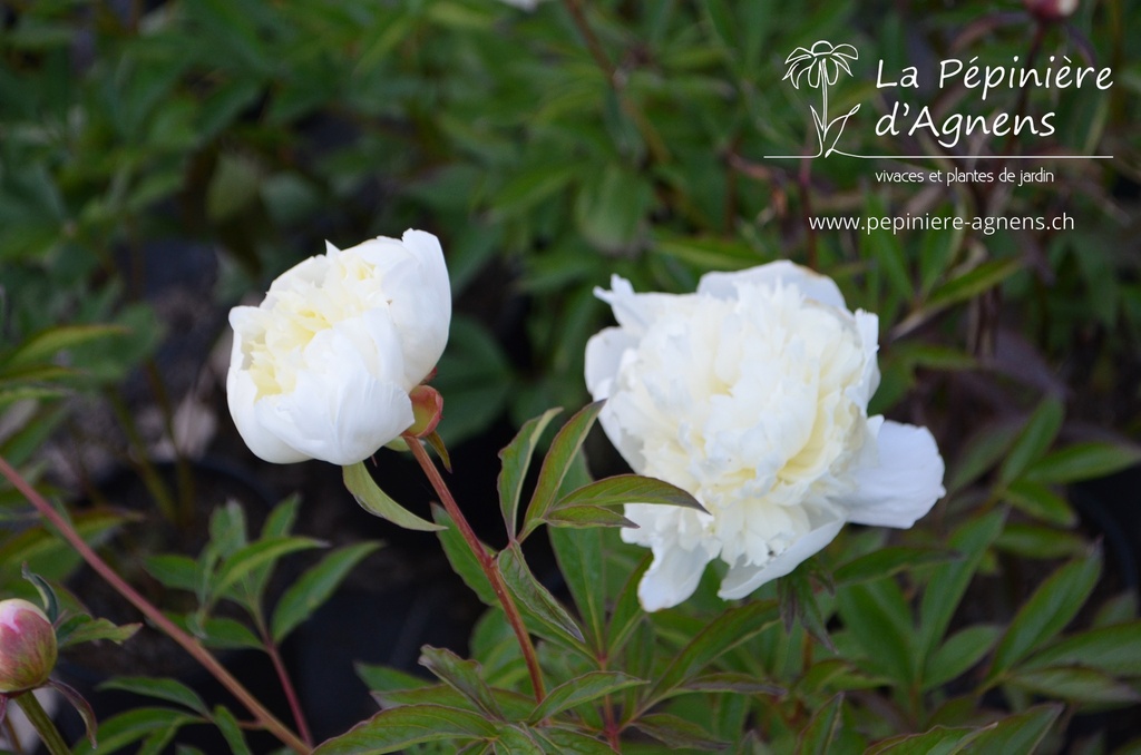 Paeonia lactiflora 'Laura Dessert'