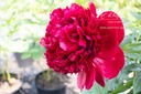 Paeonia lactiflora 'Red Charm'