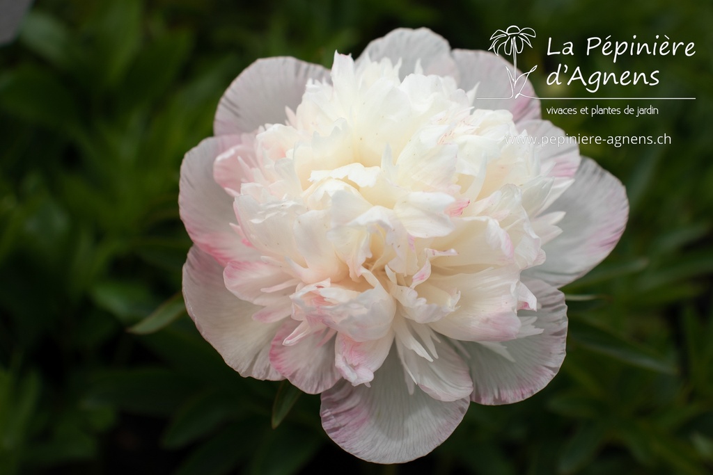 Paeonia officinalis 'Alba Plena'