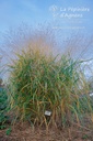 Panicum virgatum 'Heavy Metal'