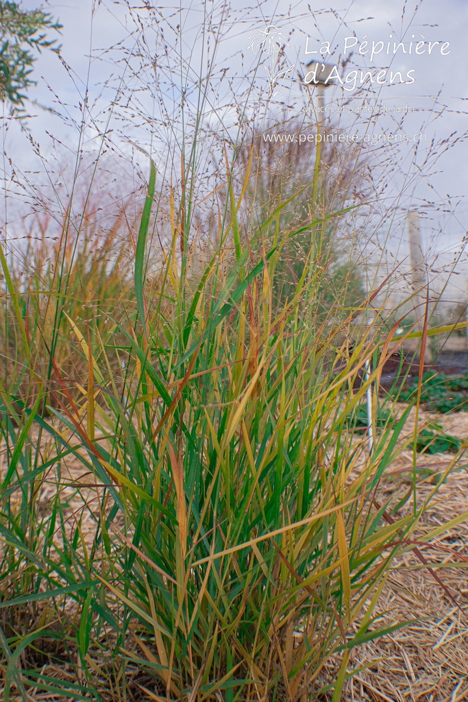 Panicum virgatum 'Rotstrahlbusch'